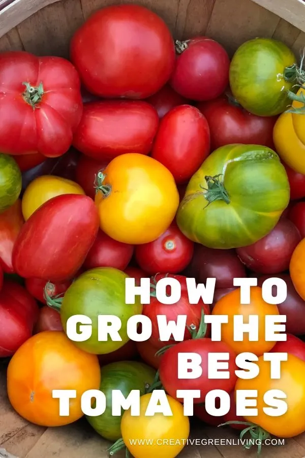 Answers to all your questions about growing great tomatoes how to grow the best tomatoes